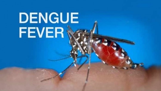 St. Ann seeing fewer cases of Dengue Fever