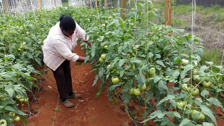 Jamaican Farmers to Benefit from a Reduction in Fertiliser Prices