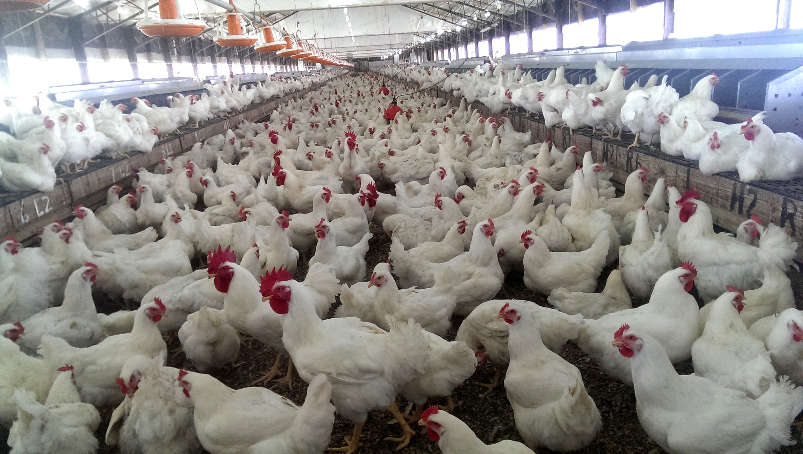 Jamaica Broilers records 2 per cent profit increase