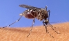 Citizens told to brace for increase in mosquitoes in rainy season