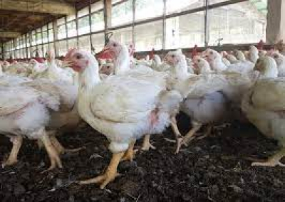 Jamaica Broilers doubling down on USA