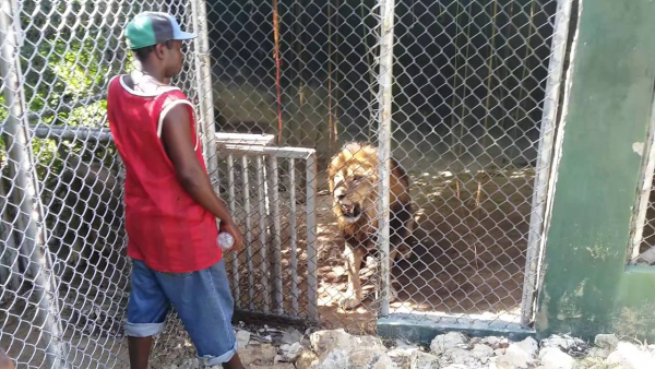 Jamaica Zoo Ordered Closed by NEPA