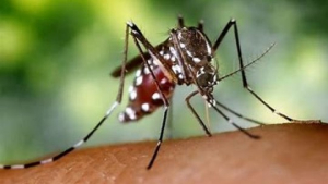 Dengue fever on the rise