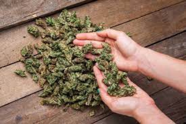 Hill&#039;s ganja importation argument goes up in smoke - Local industry players livid