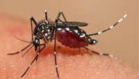 Health and Wellness Ministry issues dengue caution