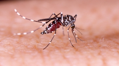 Jamaica under heightened risk of dengue outbreak - Tufton